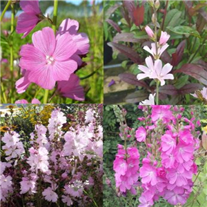 Sidalcea Unlabelled